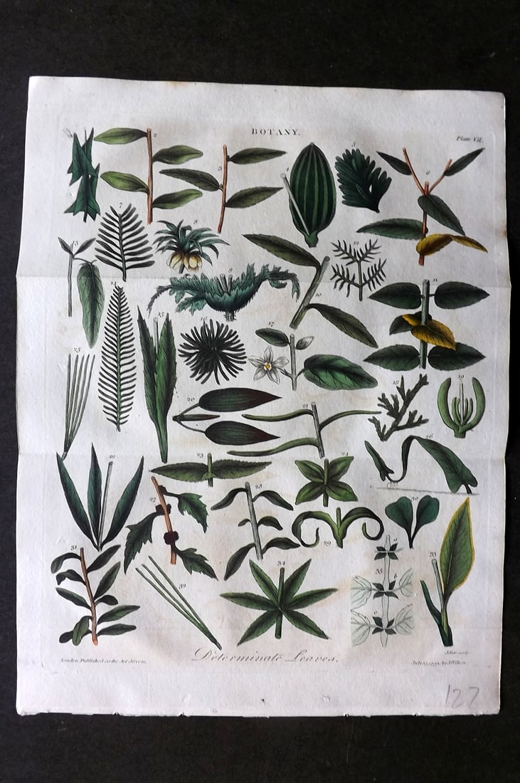 Linnaeus & Sibly 1799 Hand Col Botanical Print. Determinate Leaves 07 (1 of 1)