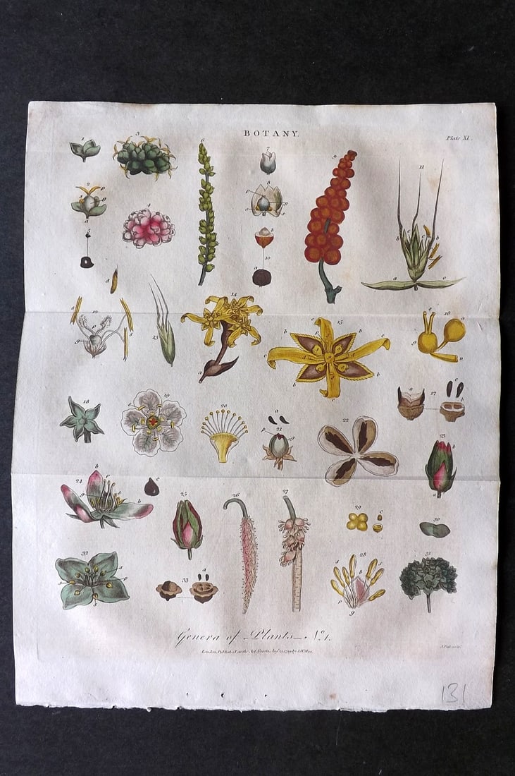 Linnaeus & Sibly 1799 Hand Col Botanical Print. Genera of Plants 11 (1 of 1)