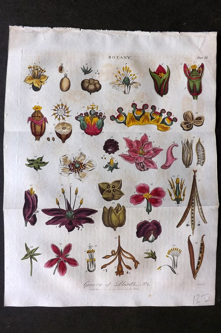 Linnaeus & Sibly 1799 Hand Col Botanical Print. Genera of Plants 12 (1 of 1)