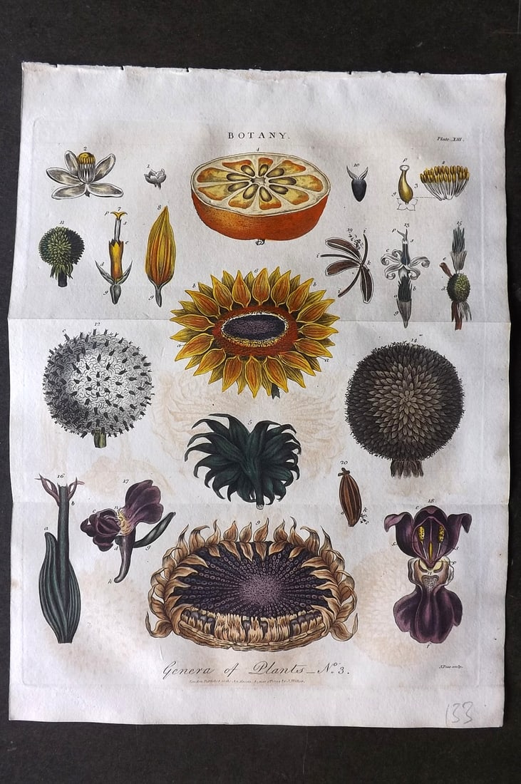 Linnaeus & Sibly 1799 Hand Col Botanical Print. Genera of Plants 13 (1 of 1)