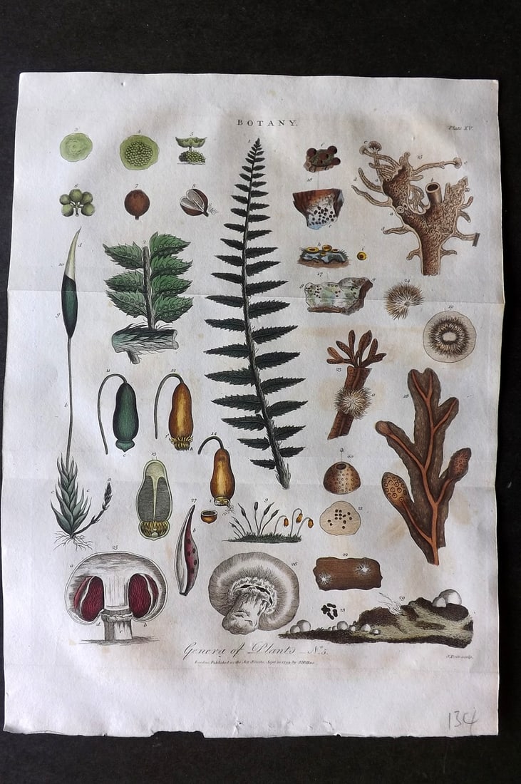 Linnaeus & Sibly 1799 Hand Col Botanical Print. Genera of Plants 15 (1 of 1)