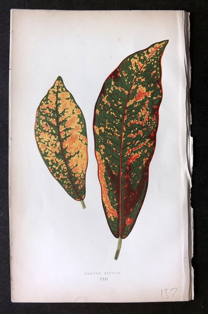 Lowe Beautiful Leaved Plants 1864 Botanical Print. Croton Pictum 08: Woodblock Published 1866, London for "Beautiful Leaved Plants, Being a Description of the Most Beautiful Leaved Plants in Cultivation in this Country" by Edward Joseph Lowe. Most plates printed in col