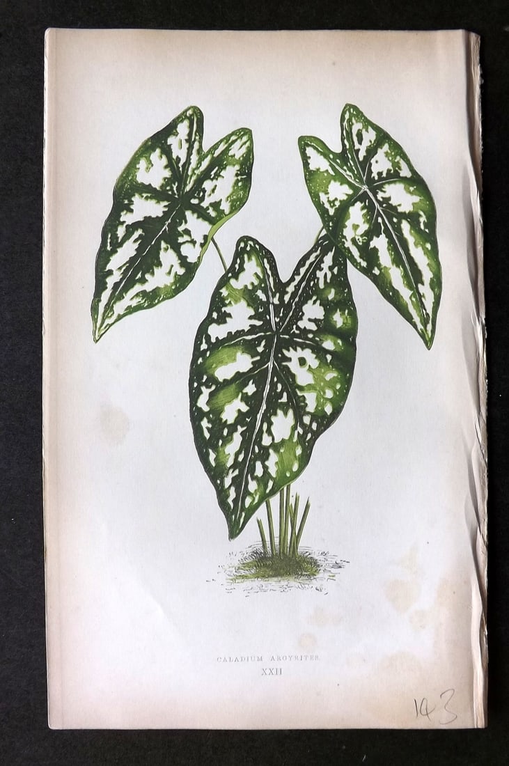 Lowe Beautiful Leaved Plants 1864 Botanical Print. Caladium Argyrites 22: Woodblock Published 1866, London for "Beautiful Leaved Plants, Being a Description of the Most Beautiful Leaved Plants in Cultivation in this Country" by Edward Joseph Lowe. Most plates printed in col