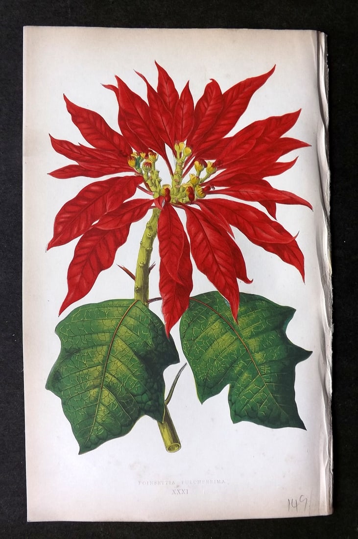 Lowe Beautiful Leaved Plants 1864 Botanical Print. Poinsettia Pulcherrima 31 (1 of 1)