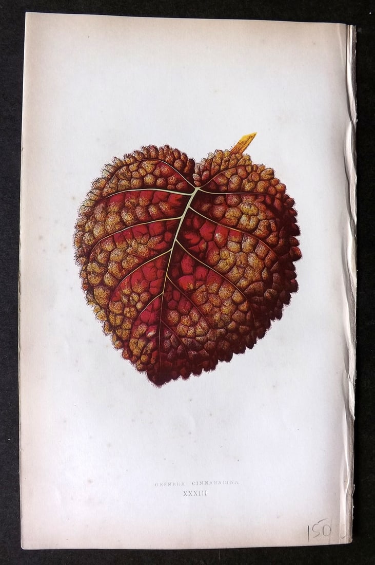 Lowe Beautiful Leaved Plants 1864 Botanical Print. Gesnera Cinnabarina 33 (1 of 1)