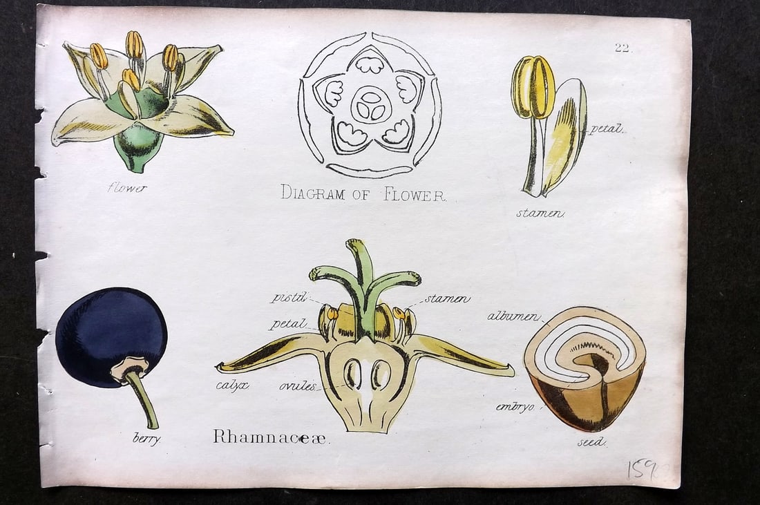 Oliver & Fitch 1874 Hand Col Botanical Print Rhamnaceae 22 (1 of 1)