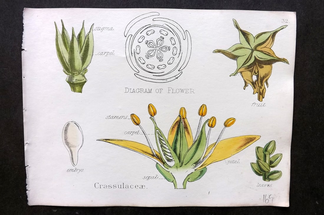 Oliver & Fitch 1874 Hand Col Botanical Print Crassulaceae 32 (1 of 1)