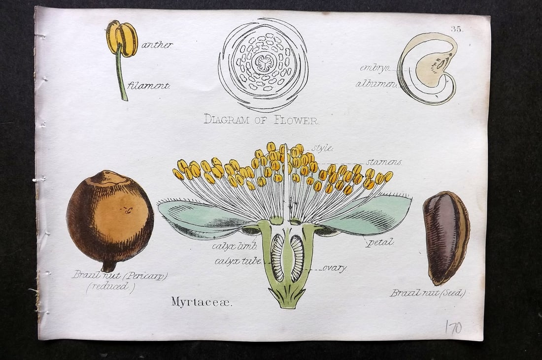 Oliver & Fitch 1874 Hand Col Botanical Print Myrtaceae 35 (1 of 1)