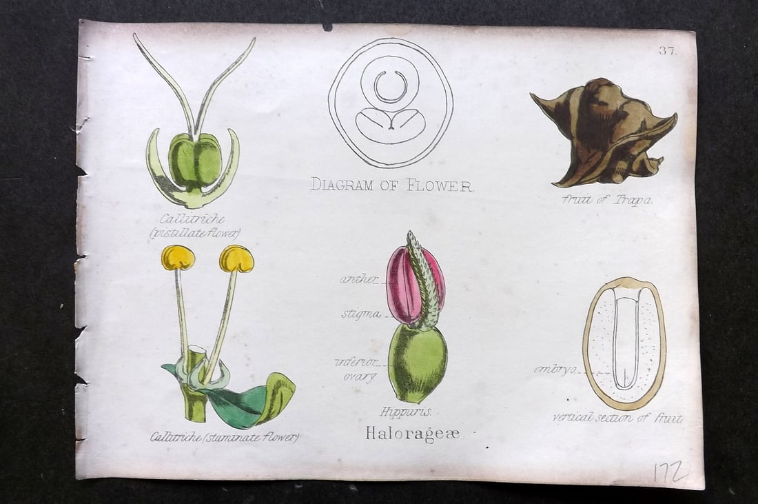 Oliver & Fitch 1874 Hand Col Botanical Print Halorageae 37 (1 of 1)