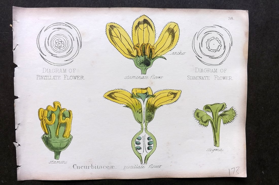Oliver & Fitch 1874 Hand Col Botanical Print Cucurbitaceae 38 (1 of 1)