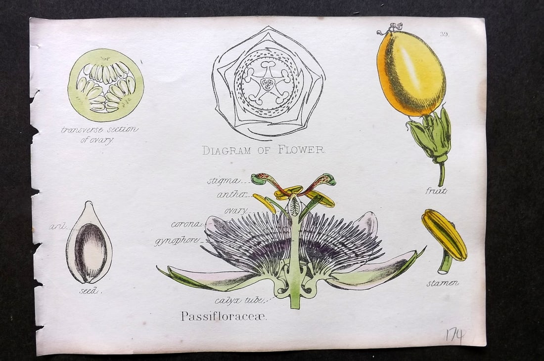 Oliver & Fitch 1874 Hand Col Botanical Print Passifloraceae 39 Passion Flower (1 of 1)
