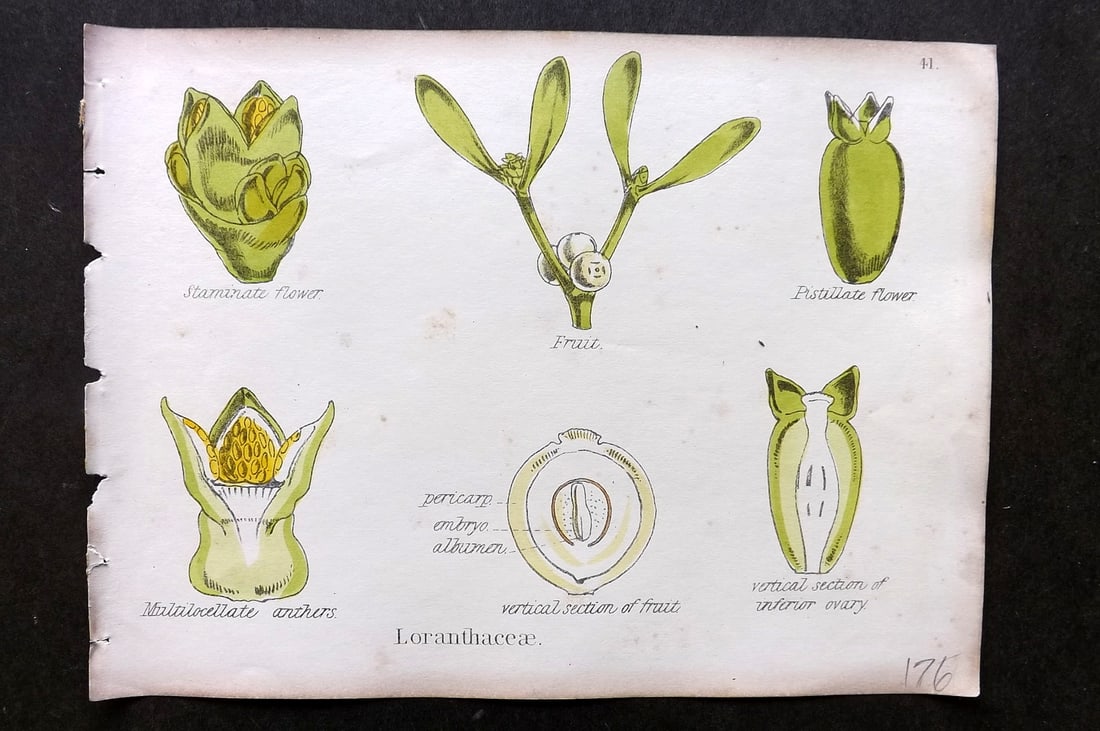 Oliver & Fitch 1874 Hand Col Botanical Print Loranthaceae 41 (1 of 1)