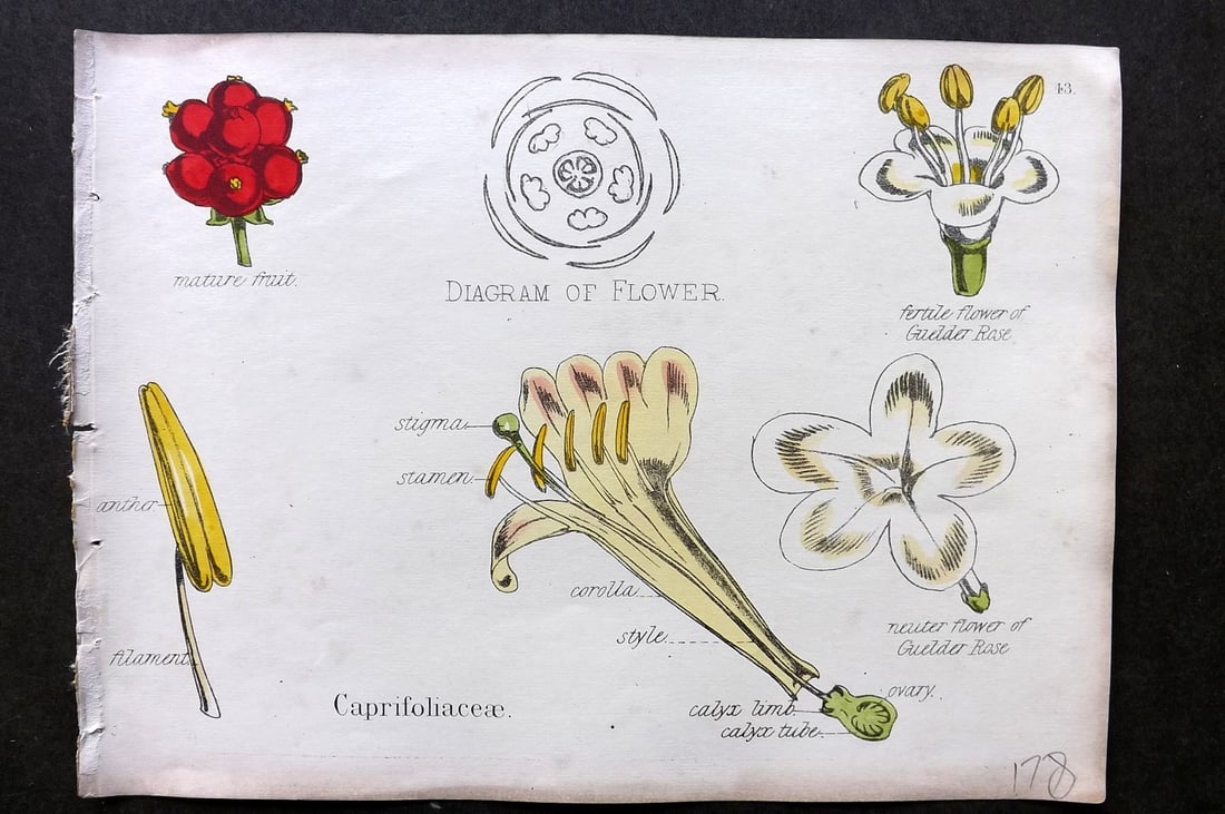 Oliver & Fitch 1874 Hand Col Botanical Print Caprifoliaceae 43 (1 of 1)
