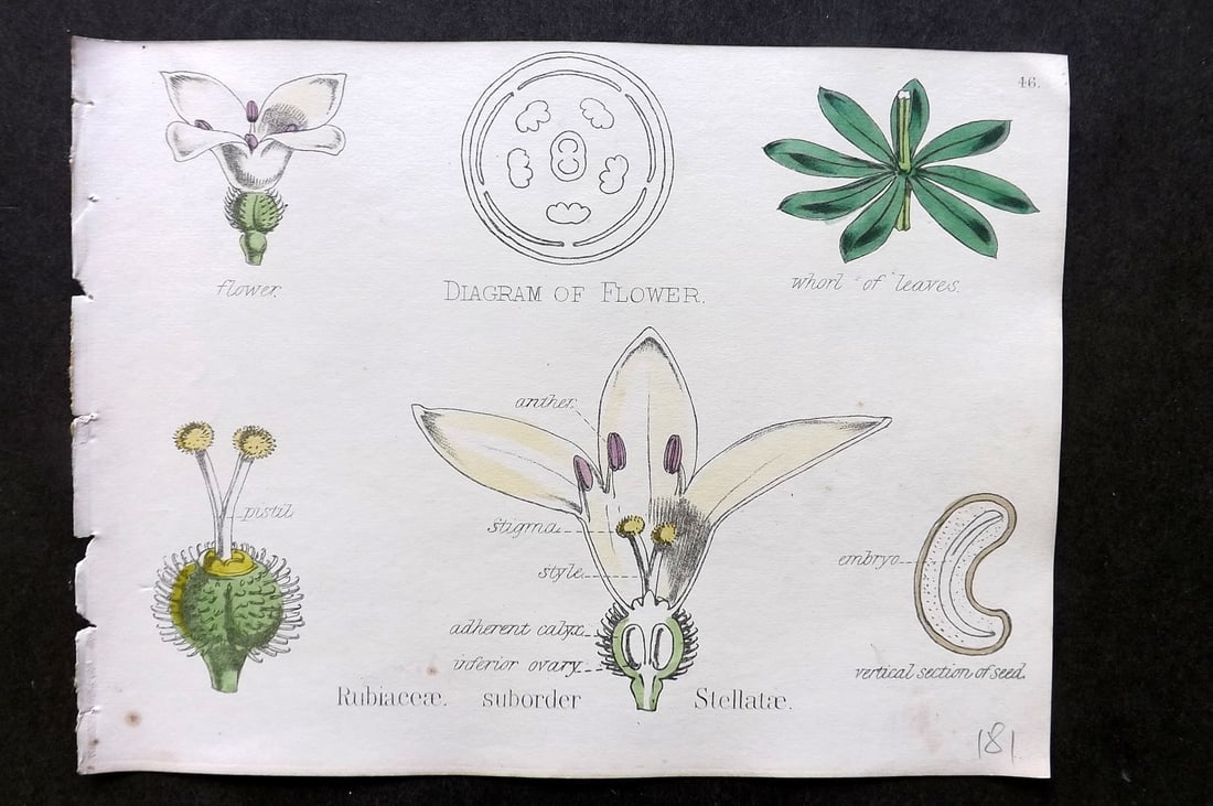 Oliver & Fitch 1874 Hand Col Botanical Print Rubiaceae 46 (1 of 1)