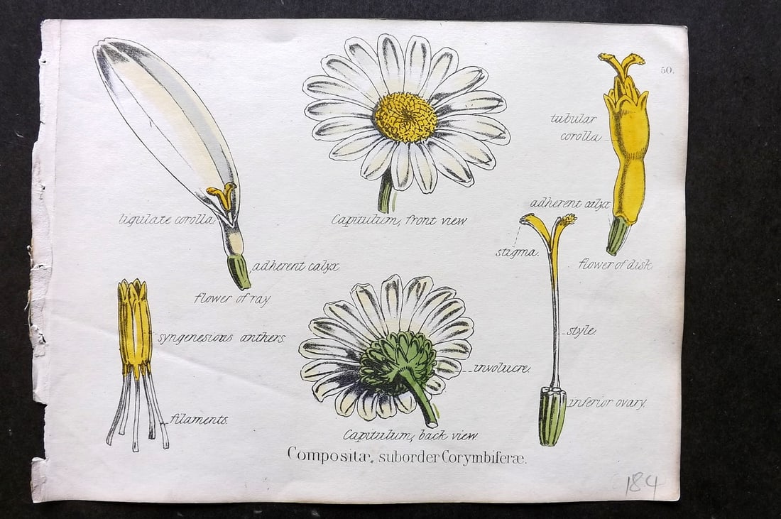 Oliver & Fitch 1874 Hand Col Botanical Print Compositae, Sub-order Corymbiferae 50 (1 of 1)