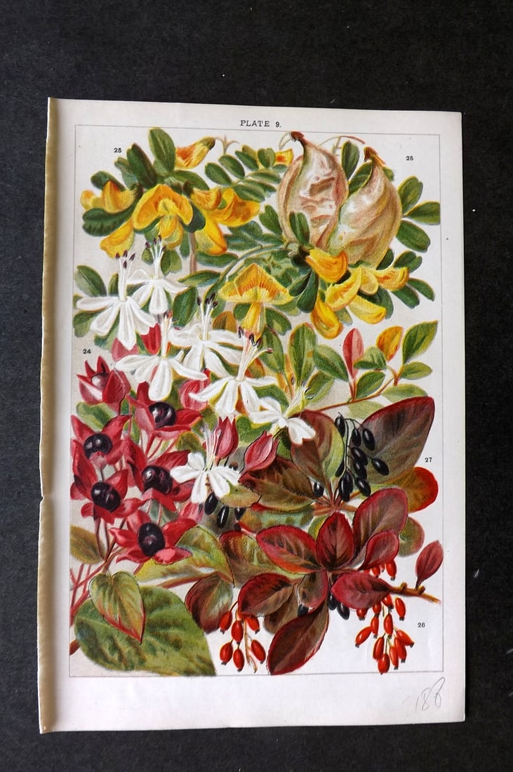 Weathers, John 1903 Botanical Print. Clerodendron, Colutea, Berberis 09 (1 of 1)