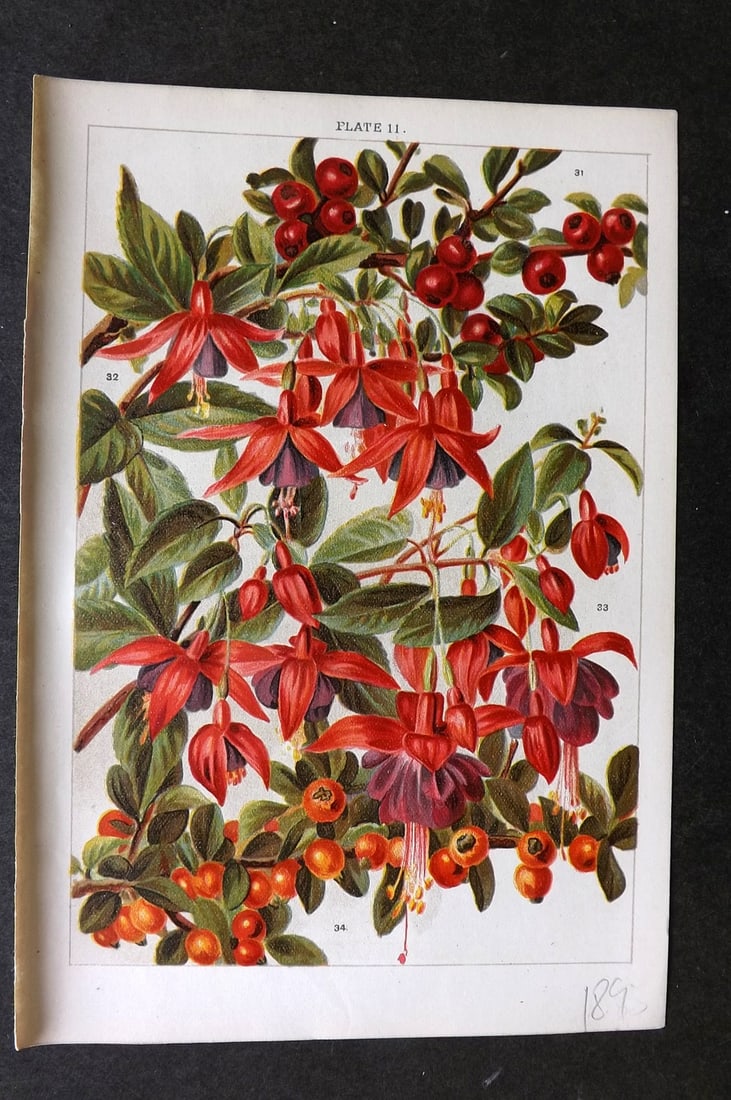 Weathers, John 1903 Botanical Print. Cotoneaster, Fuchsia 11 (1 of 1)
