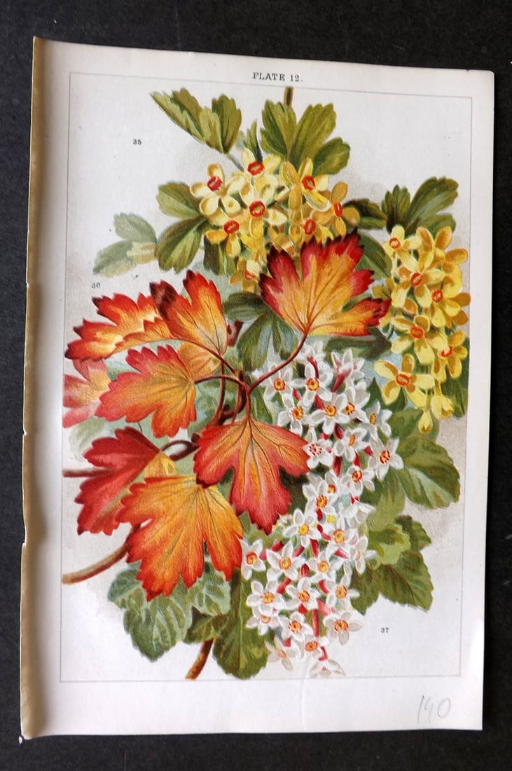 Weathers, John 1903 Botanical Print. Ribes Aureum & Sanguineum 12 (1 of 1)
