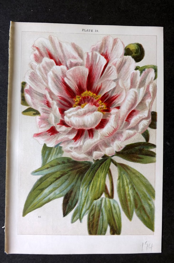 Weathers, John 1903 Botanical Print. Paeonia Moutan 19 Peony (1 of 1)