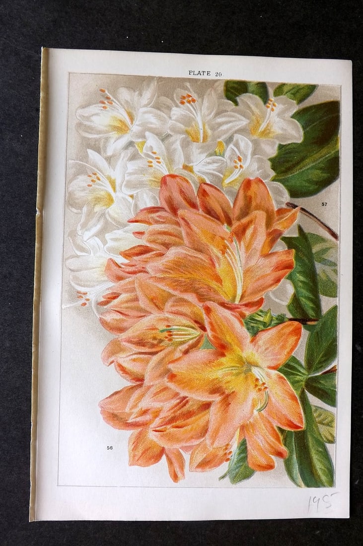 Weathers, John 1903 Botanical Print. Azalea Mollis 20 (1 of 1)