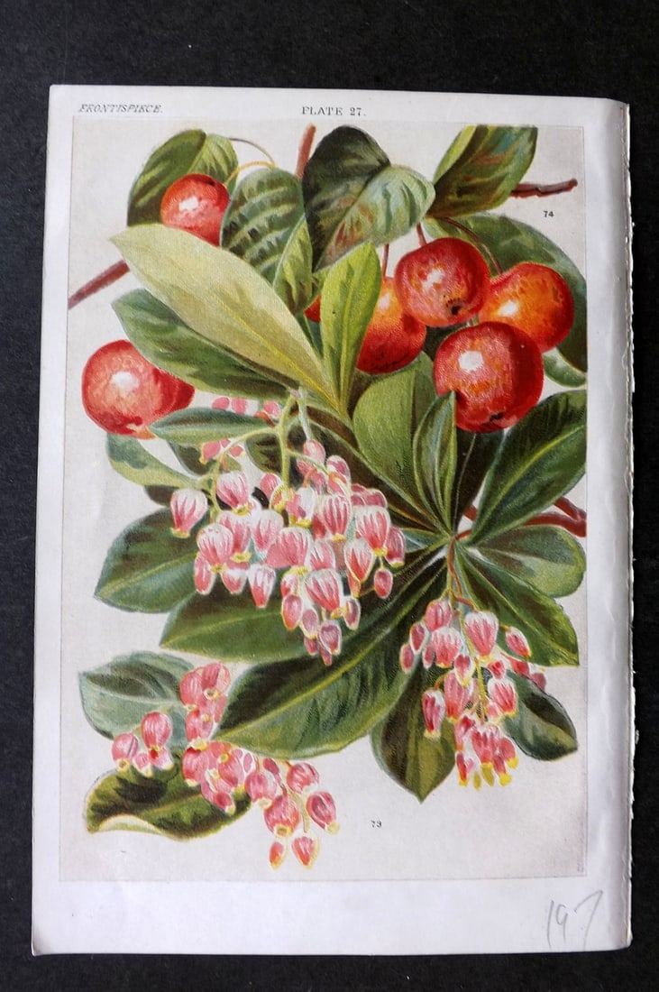 Weathers, John 1903 Botanical Print. Arbatus Unedo & Pyrus Baccata 27 (1 of 1)