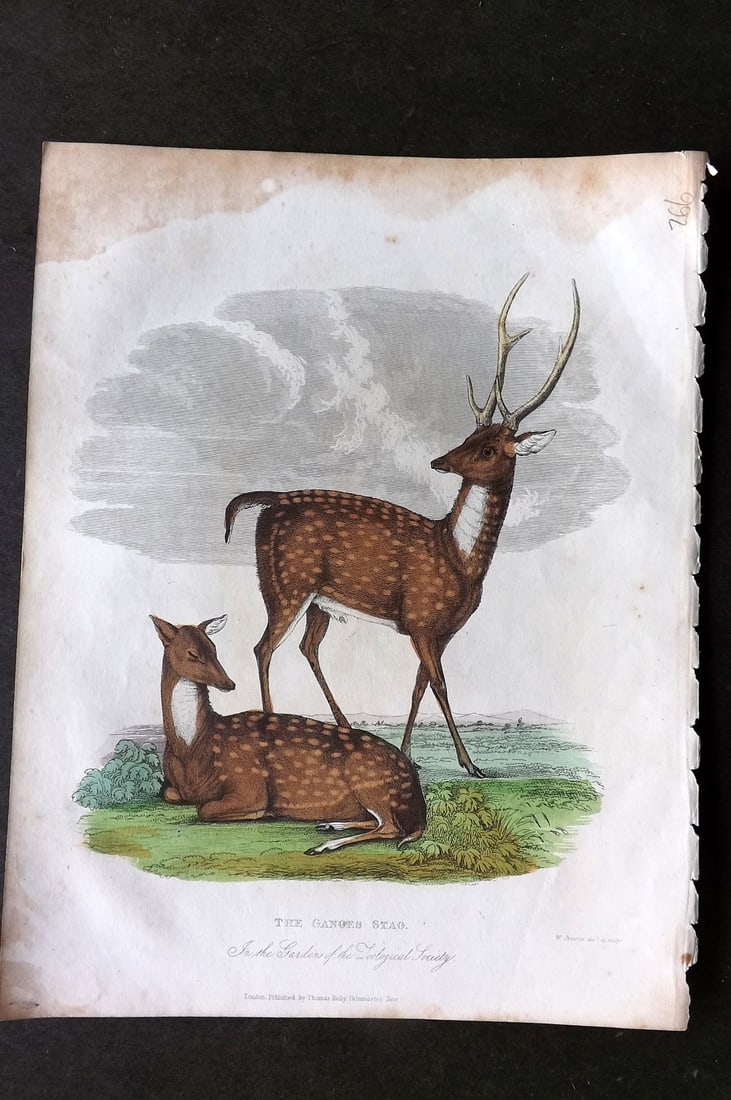 Buffon, Smellie & Huish 1862 Hand Col Print. Ganges Stag (1 of 1)