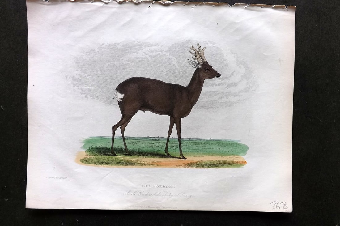 Buffon, Smellie & Huish 1862 Hand Col Print. Roebuck (1 of 1)
