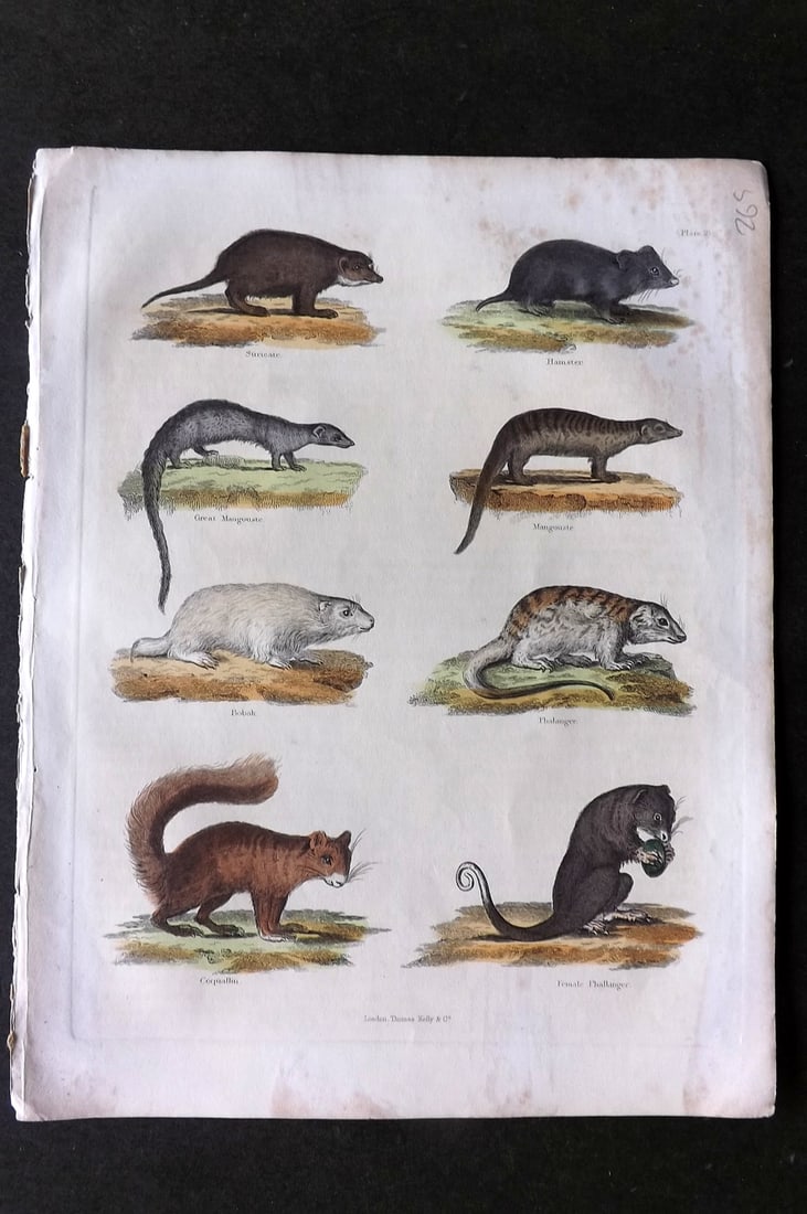 Buffon, Smellie & Huish 1862 Suricate, Hamster, Mongoose, Squirrel, Phalanger (1 of 1)