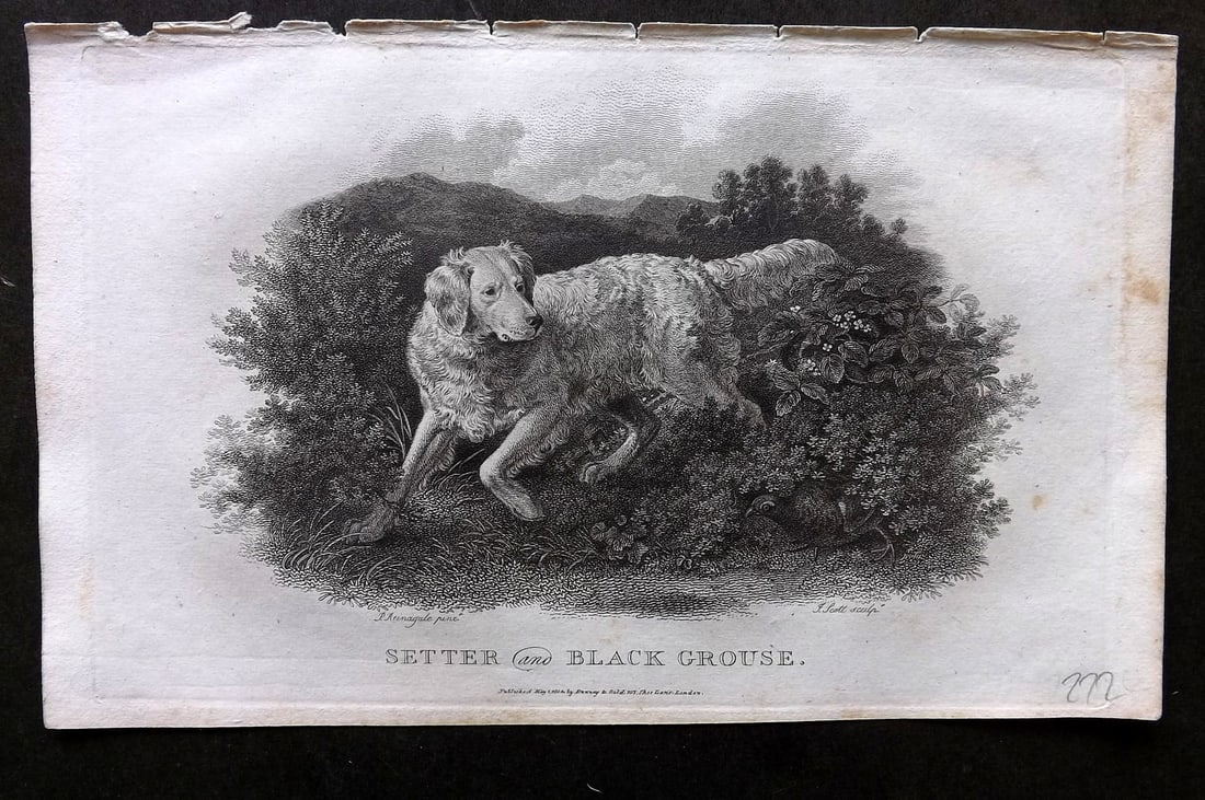 Daniel, William 1801 Antique Dog Print. Setter and Black Grouse (1 of 1)