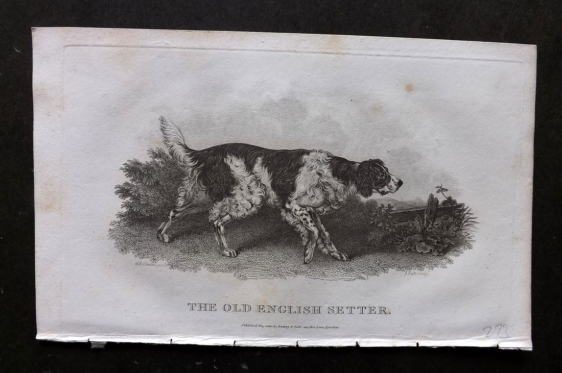 Daniel, William 1801 Antique Dog Print. Old English Setter (1 of 1)