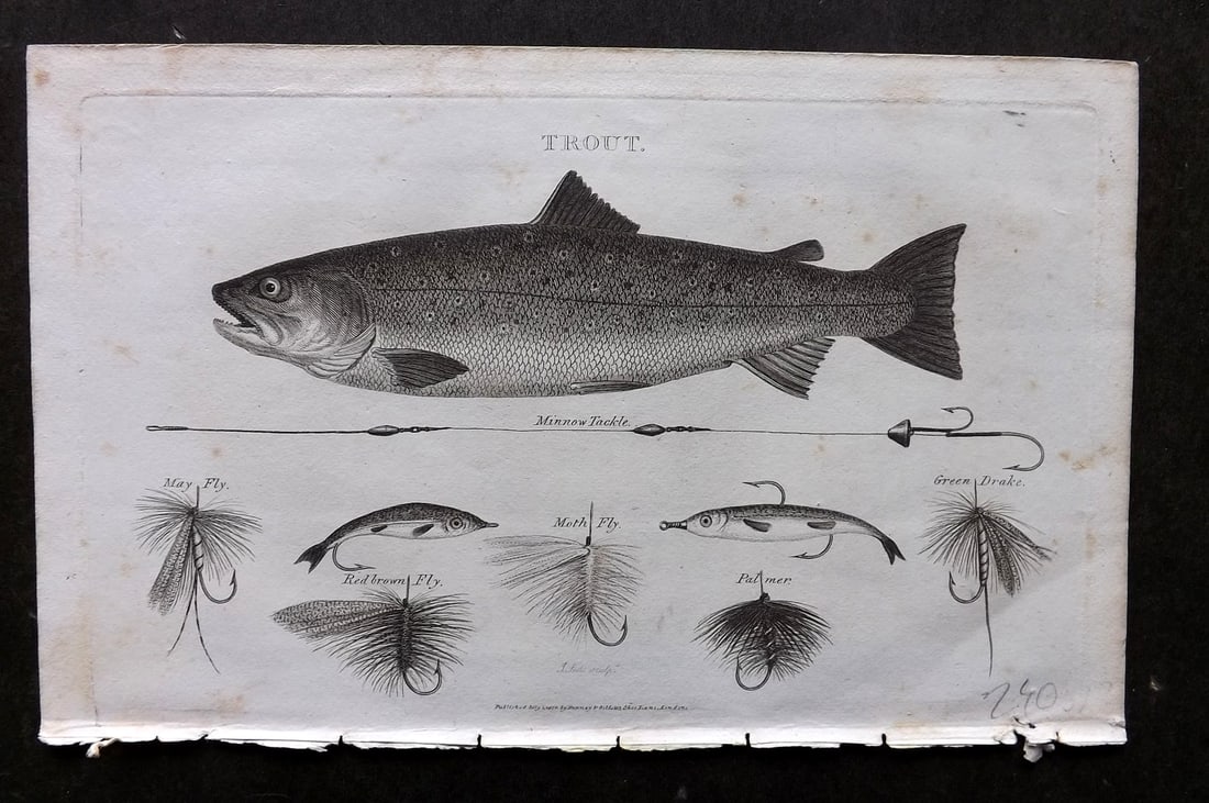 Daniel, William 1801 Antique Fish Print. Trout. Angling Fishing Hooks (1 of 1)