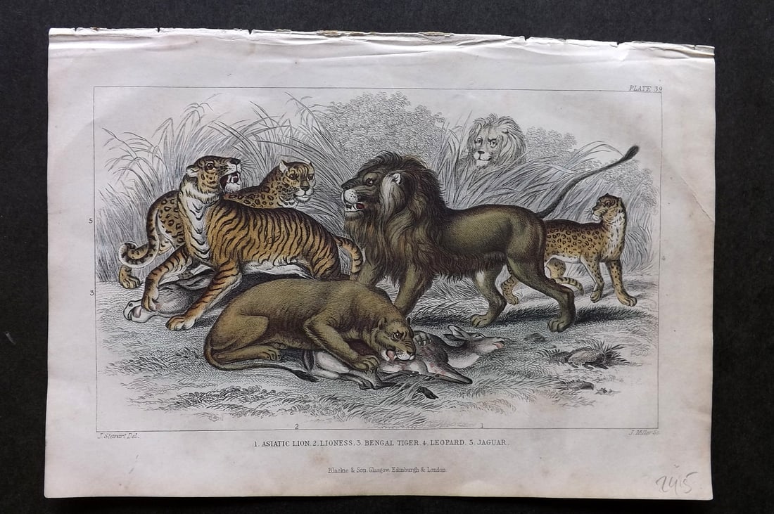 Goldsmith, Oliver 1857 HCol Print. Asiatic Lion, Lioness, Bengal Tiger, Leopard, Jaguar (1 of 1)