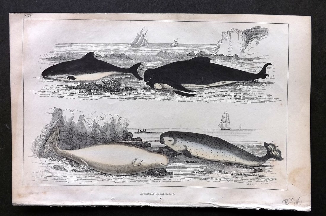 Goldsmith, Oliver C1850 Hand Col Print. Common Porpoise, White Whale, Narwhal 30: Hand Colored Etching/Engraving Published C1850 by A. Fullarton & Co., London for "A History of the Earth and Animated Nature" by Oliver Goldsmith. Paper Size: 10 x 6 inch (25 x 16cm) Very minor margin