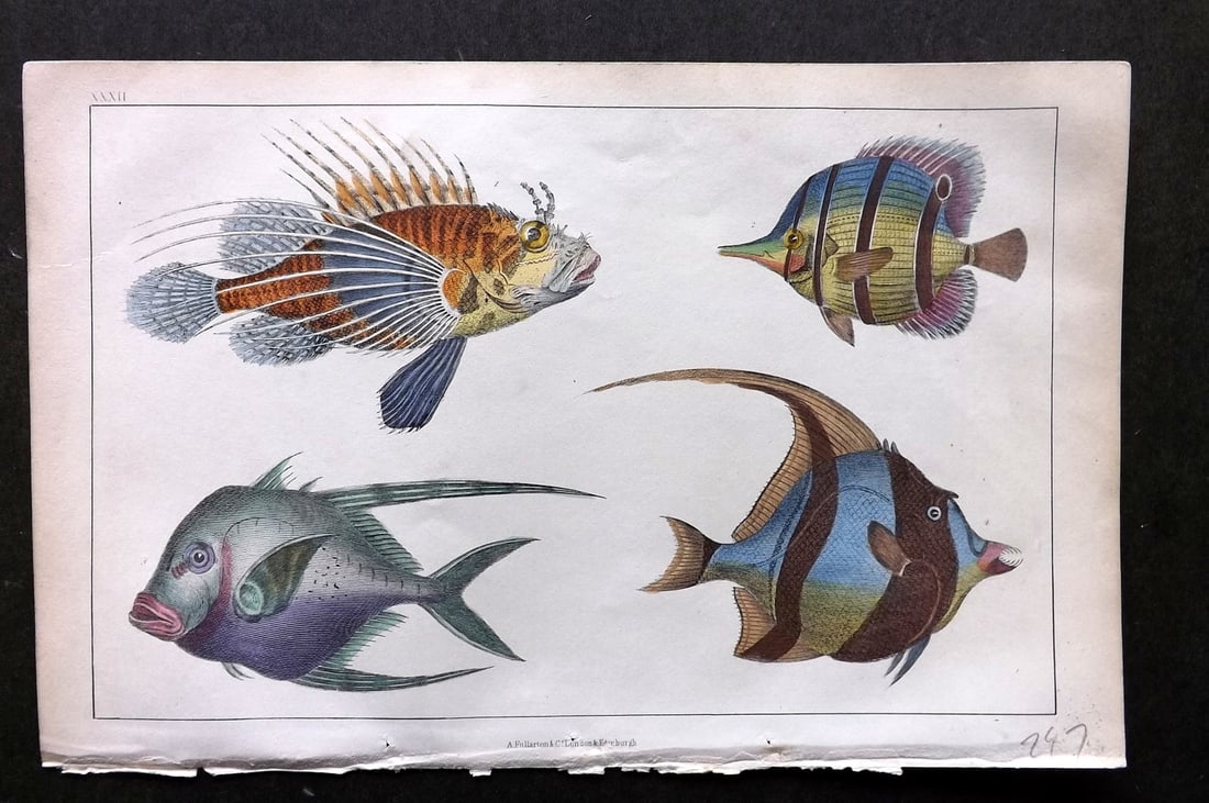 Goldsmith, Oliver C1850 Hand Col Print. Scorpena, Chaetodon Fish 32: Hand Colored Etching/Engraving Published C1850 by A. Fullarton & Co., London for "A History of the Earth and Animated Nature" by Oliver Goldsmith. Paper Size: 10 x 6 inch (25 x 16cm) Good Condition