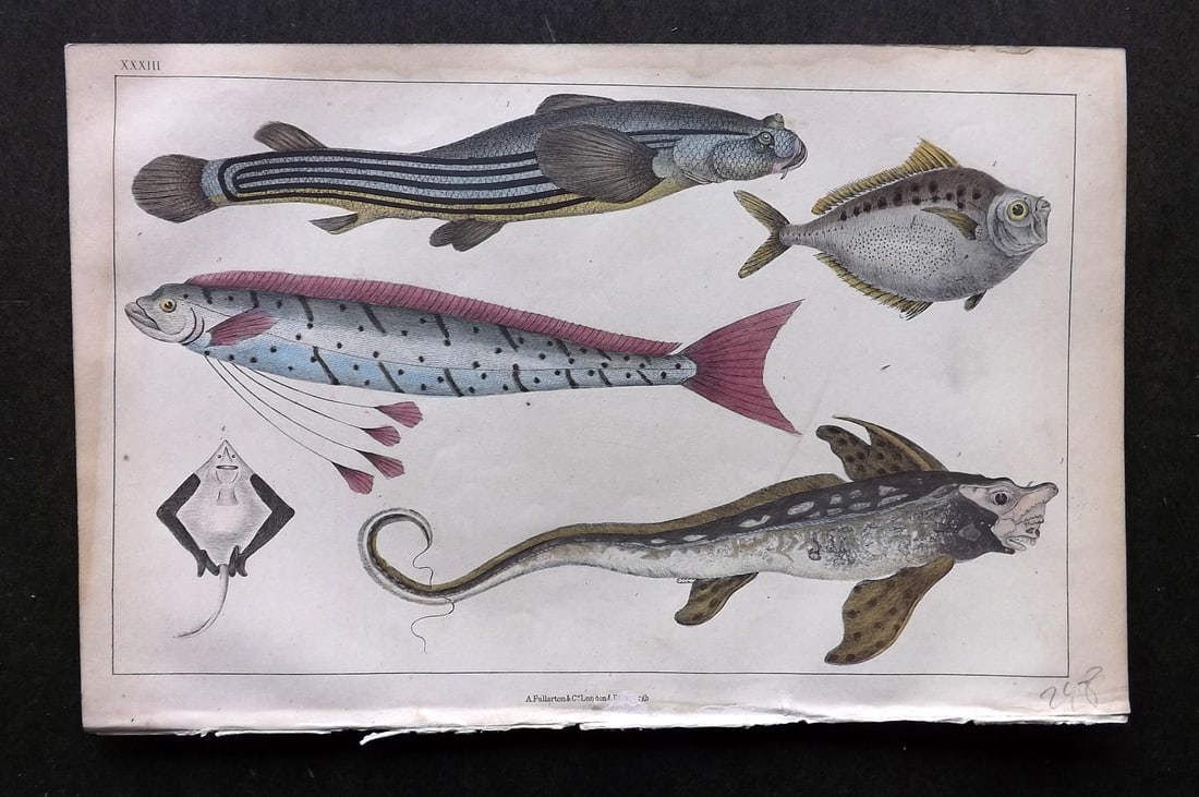 Goldsmith, Oliver C1850 Hand Col Print. Anableps, Raia. Zeus Fish 33 (1 of 1)