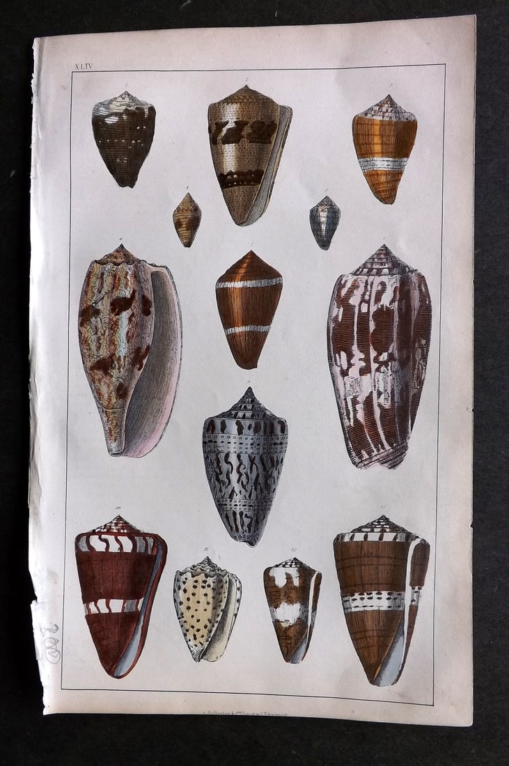 Goldsmith, Oliver C1850 Hand Col Print. Cone Shells 44 (1 of 1)