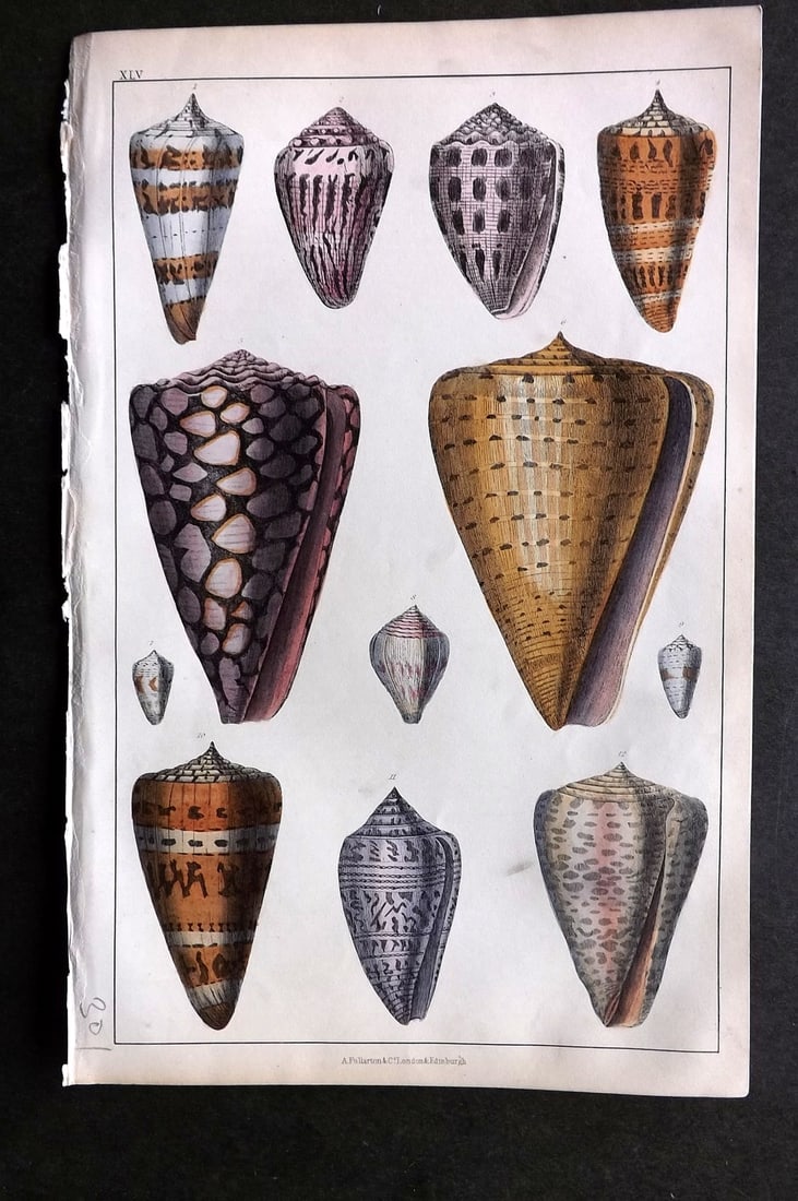 Goldsmith, Oliver C1850 Hand Col Print. Cone Shells 45 (1 of 1)