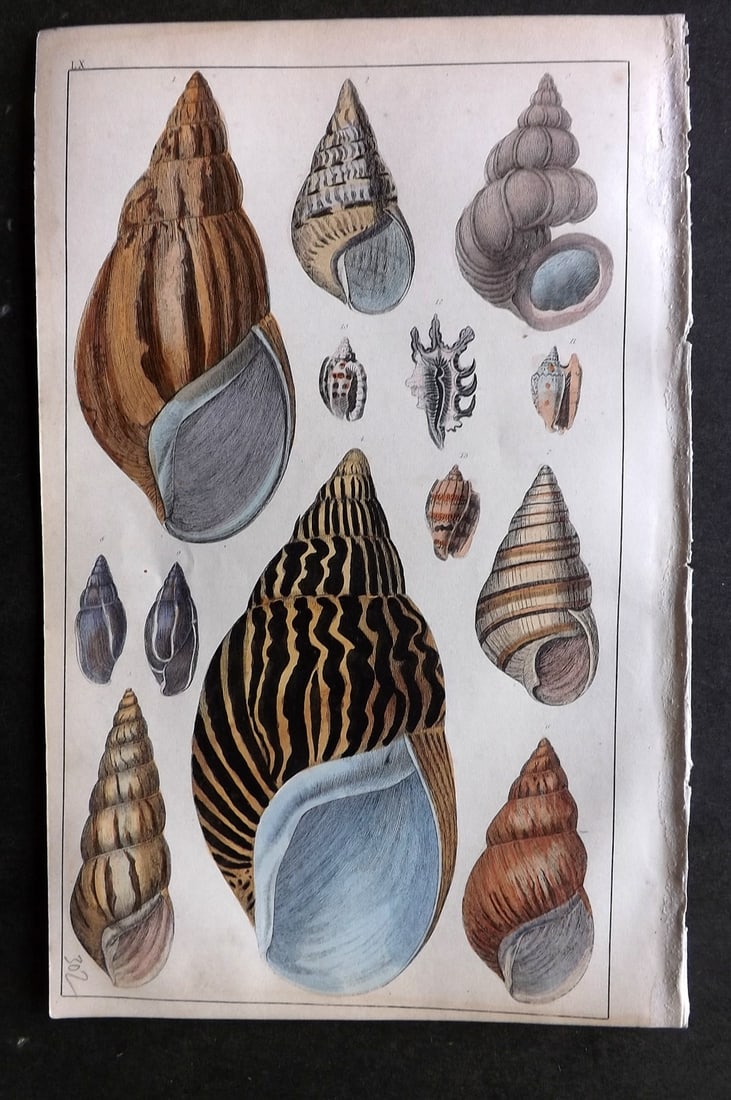 Goldsmith, Oliver C1850 Hand Col Print. Agate, Turbo Shells 60 (1 of 1)