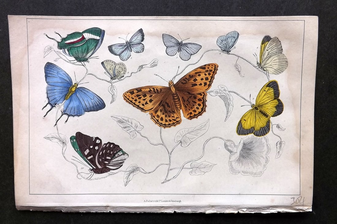 Goldsmith, Oliver C1850 Hand Col Print. Royal, Azure Butterflies 39 (1 of 1)
