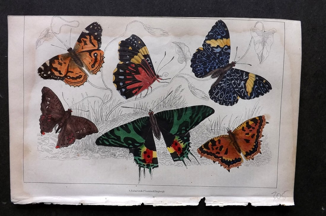 Goldsmith, Oliver C1850 Hand Col Print. Painted Lady, Oriental Emperor Butterflies 40: Hand Colored Etching/Engraving Published C1850 by A. Fullarton & Co., London for "A History of the Earth and Animated Nature" by Oliver Goldsmith. Paper Size: 10 x 6 inch (25 x 16cm) Water stain aroun