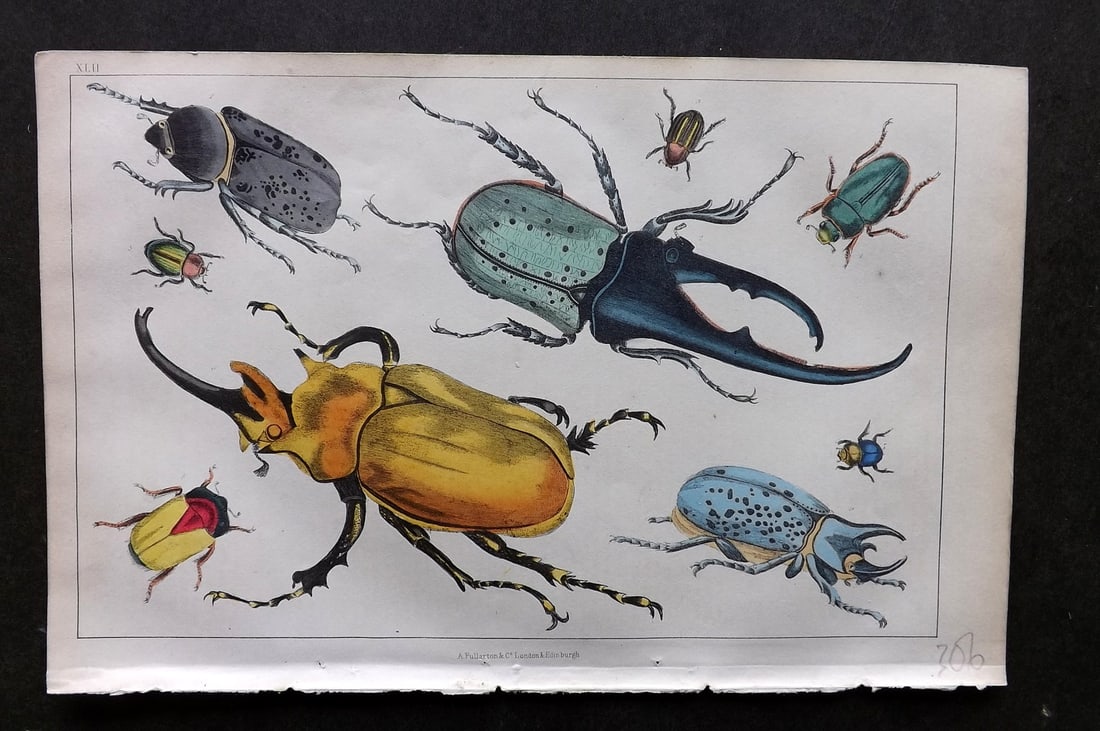 Goldsmith, Oliver C1850 Hand Col Print. Gigantic, Golden Beetles 42 Insects (1 of 1)