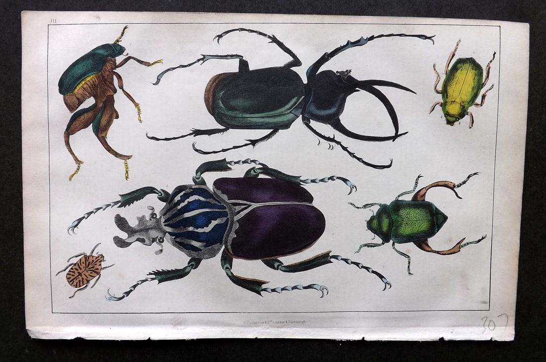 Goldsmith, Oliver C1850 Hand Col Print. Kangaroo & Goliath Beetle etc 03: Hand Colored Etching/Engraving Published C1850 by A. Fullarton & Co., London for "A History of the Earth and Animated Nature" by Oliver Goldsmith. Paper Size: 10 x 6 inch (25 x 16cm) Good Condition