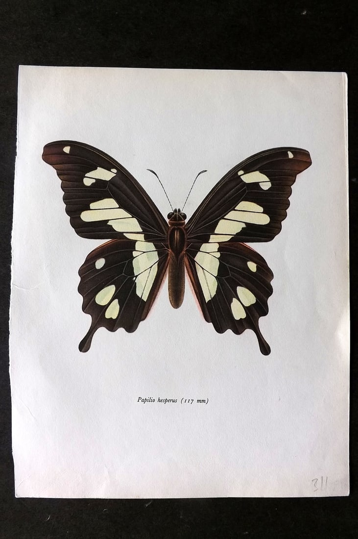 Prochazka 1963 Vintage Butterfly Print. Papilio Hesperus Westwood (1 of 1)