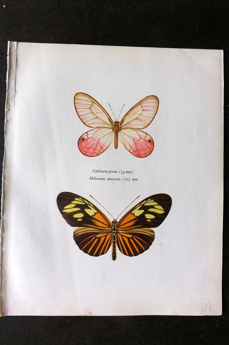 Prochazka 1963 Butterfly Callitaera Pireta Cramer Heliconius Amazona Staudinger (1 of 1)