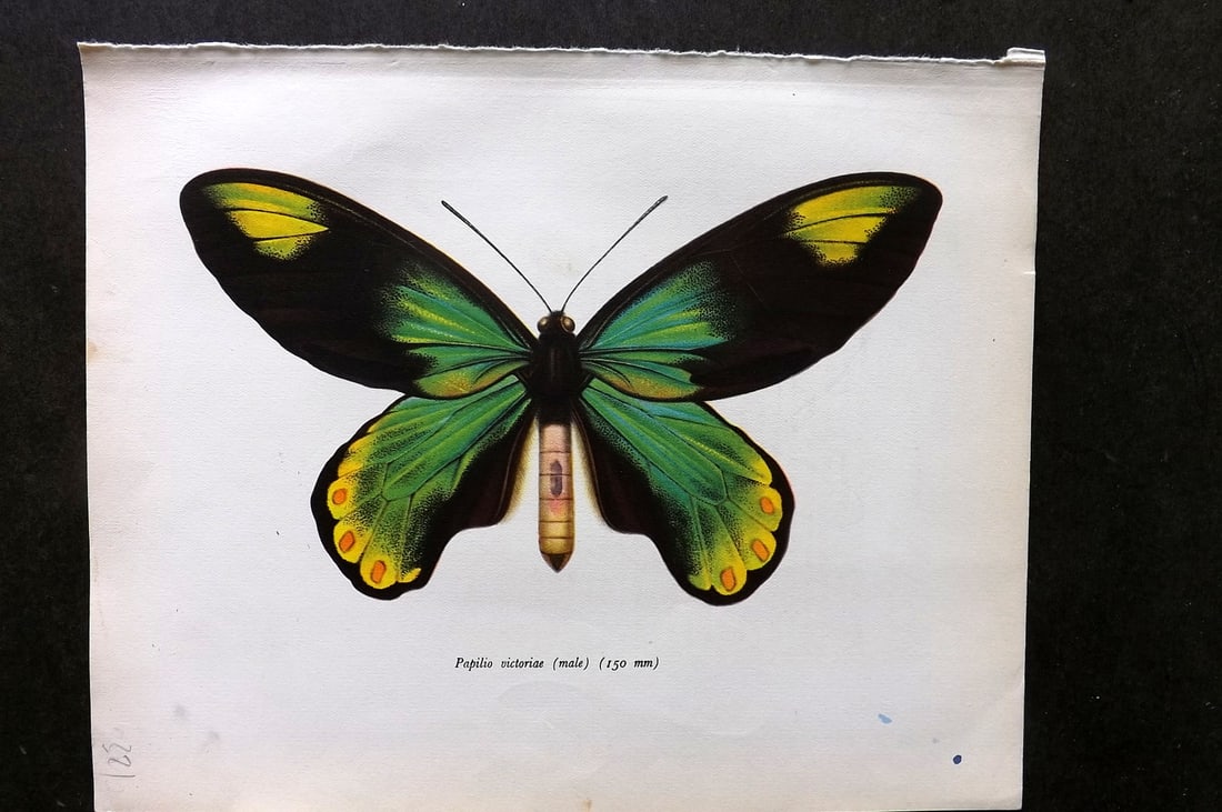 Prochazka 1963 Vintage Butterfly Print. Queen Victoria's Birdwing - Male (1 of 1)
