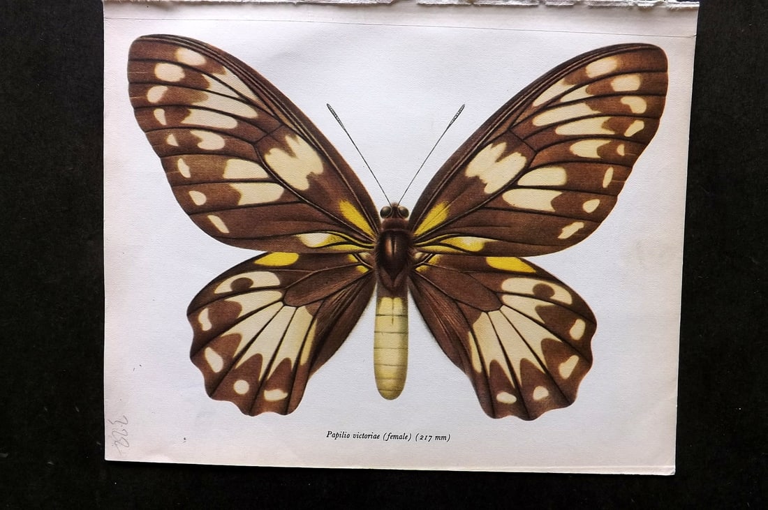 Prochazka 1963 Vintage Butterfly Print. Queen Victoria's Birdwing - Female (1 of 1)