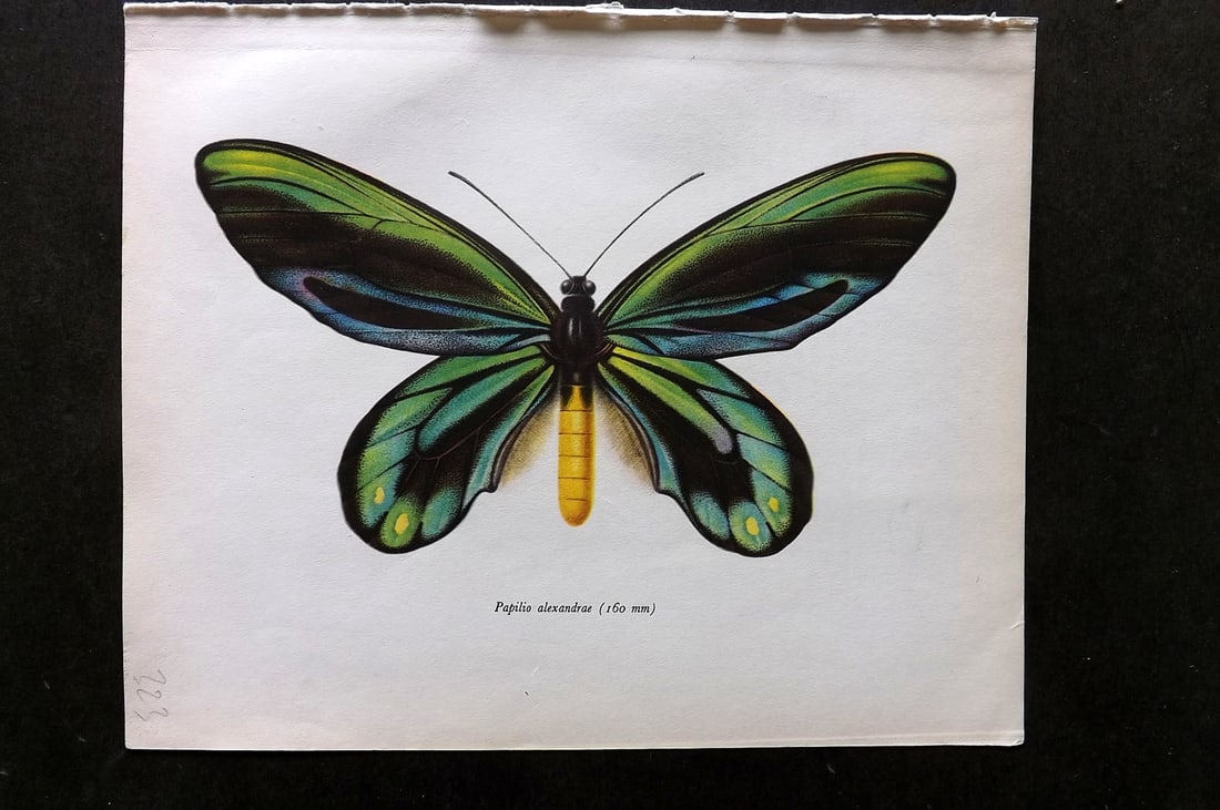 Prochazka 1963 Vintage Butterfly Print. Queen Alexandra's Birdwing (1 of 1)