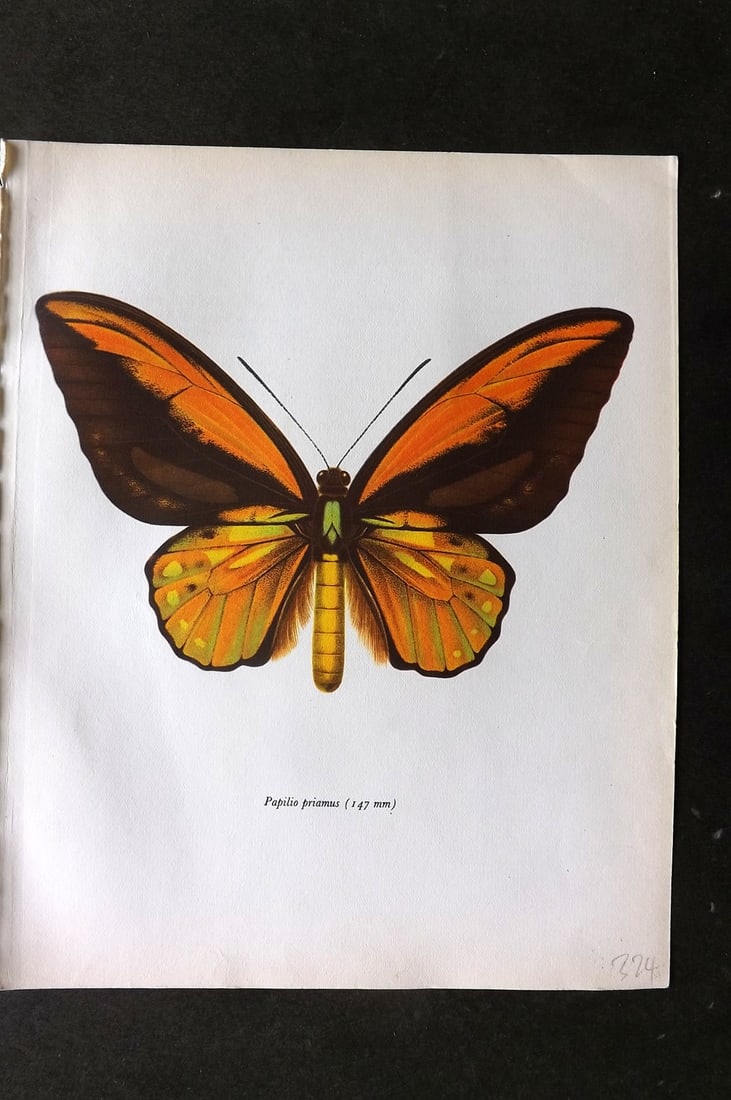 Prochazka 1963 Vintage Butterfly Print. Ornithoptera Croesus Wallace (1 of 1)