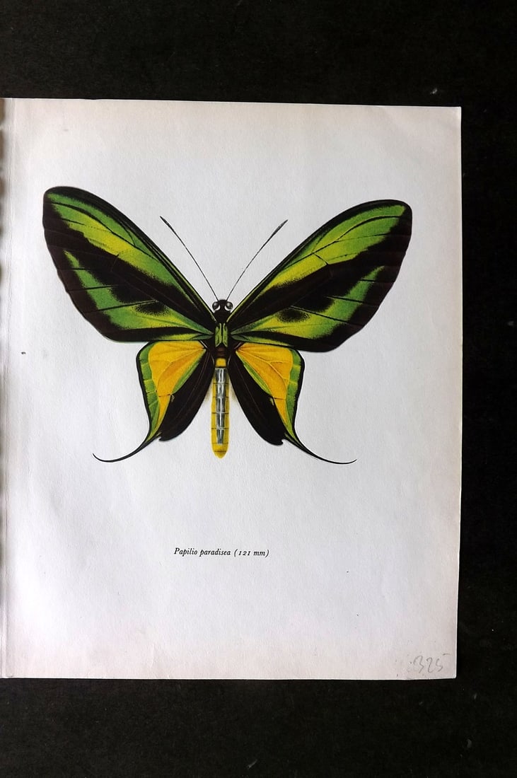 Prochazka 1963 Vintage Butterfly Print. The Tailed Birdwing (1 of 1)