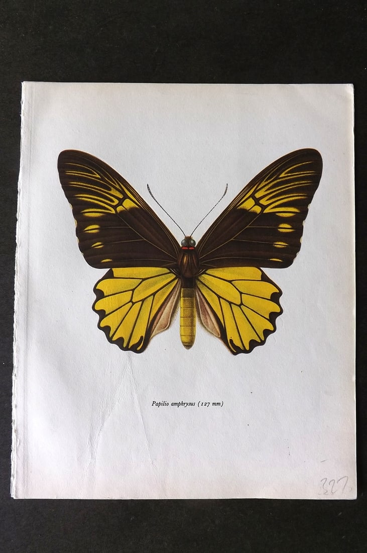 Prochazka 1963 Vintage Butterfly Print. Troides Amphrysus Cramer (1 of 1)